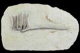 Crinoid (Agaricocrinus) Fossil - Indiana #99942-1